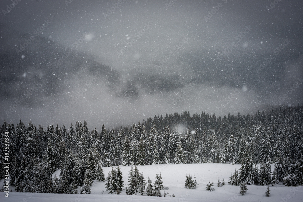 Fototapeta premium The snow falls in the mountains. The forest is covered with snow.