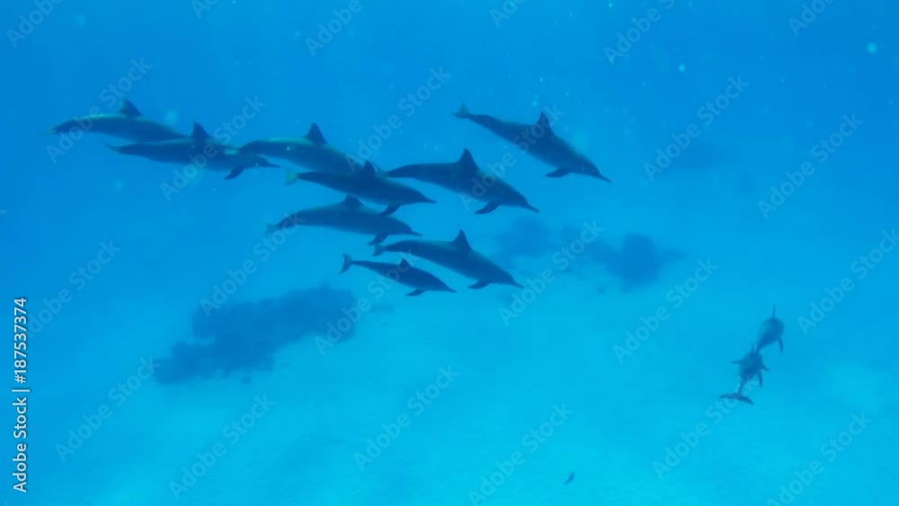 A family of dolphins swims in the clear water of the Red Sea in Egypt A family of dolphins swims in the clear water of the Red Sea in Egypt