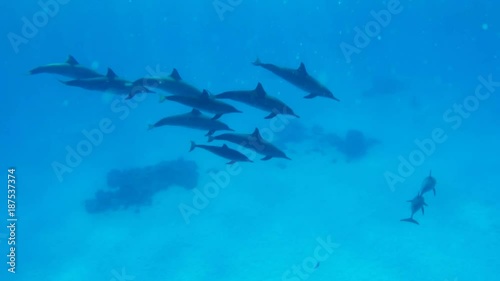 A family of dolphins swims in the clear water of the Red Sea in Egypt