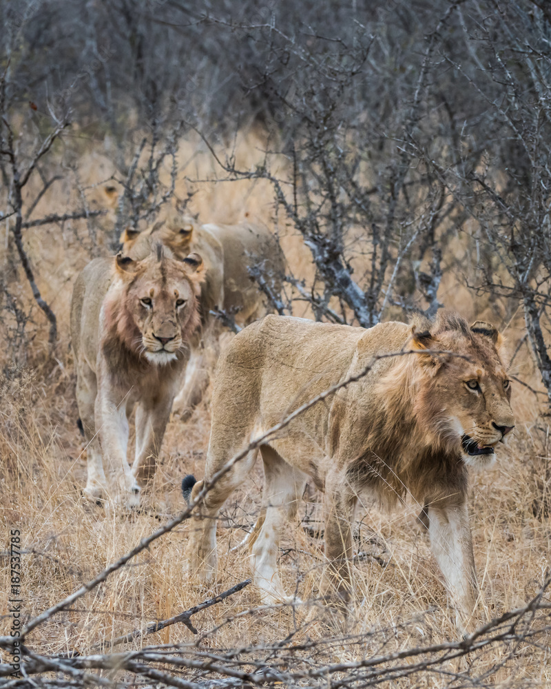 lions walking in bush South Africa lions walking in bush South Africa