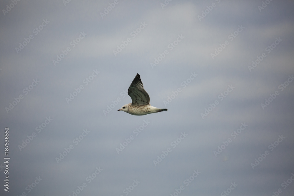 Obraz premium A flying bird