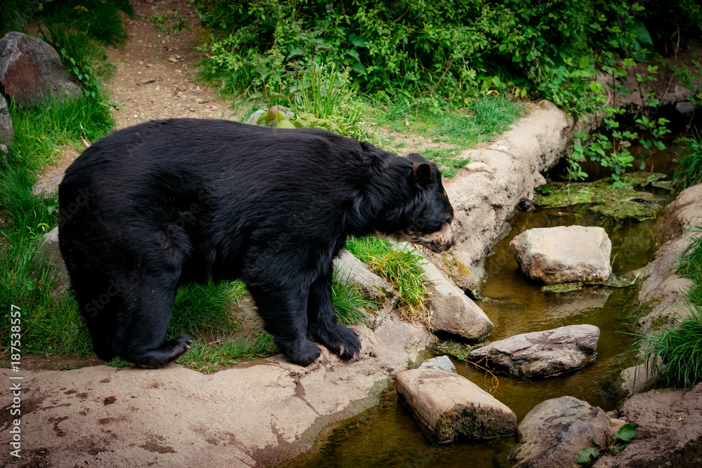 Black bear in wilderness. Black Bear portrait Black bear in wilderness. Black Bear portrait