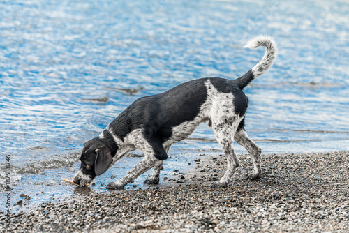 adorable dog on a beach.