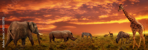 African sunset panoramic background with silhouette of animals