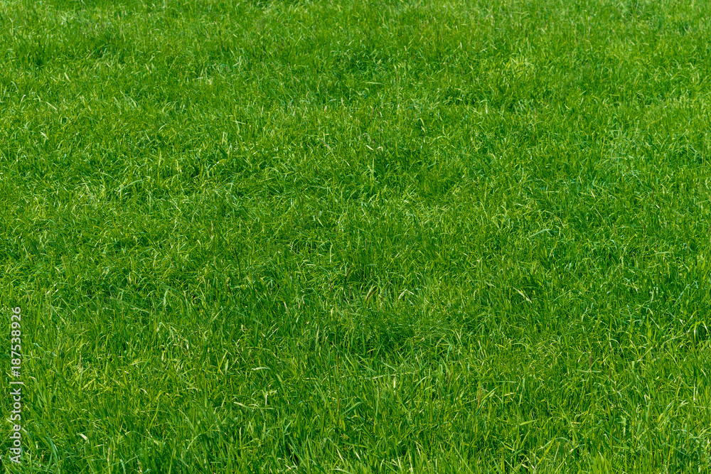 Green grass texture from a field Green grass texture from a field