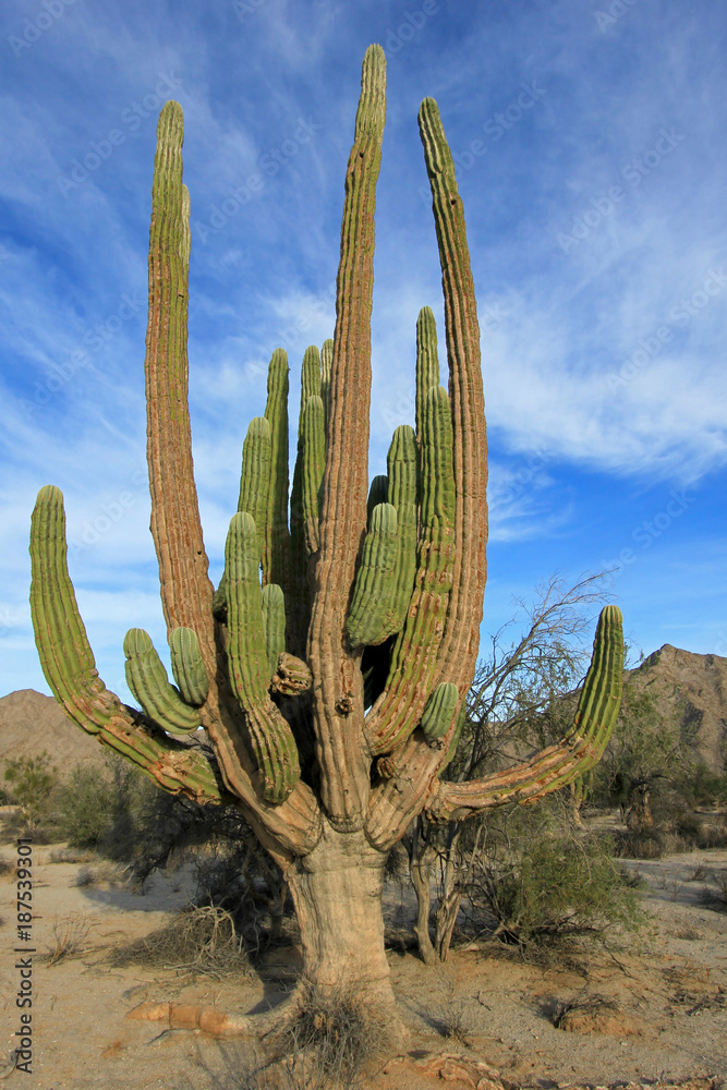 cardon cactus
