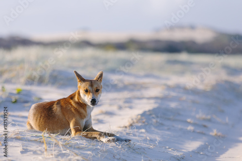Fototapeta Naklejka Na Ścianę i Meble -  Dingo on the beach in Great Sandy National Park, Fraser Island Waddy Point, QLD, Australia