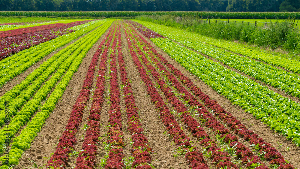 Rows of salad on a large agriculture field