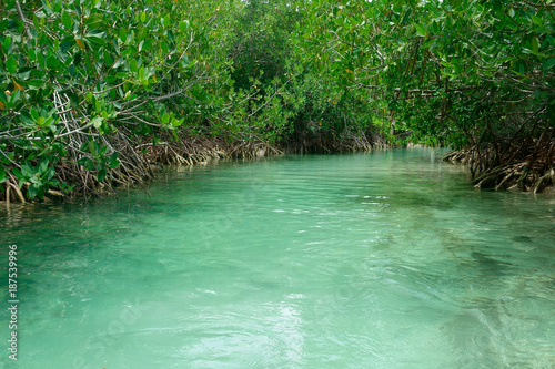 Turquoise stream or lagoon and mangrove trees                    
