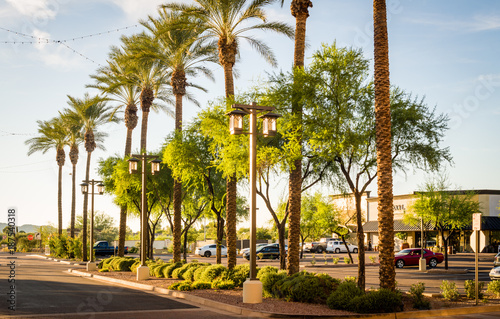 Commercial Palm Rows