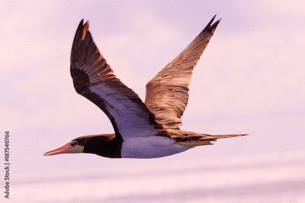 Obraz premium Brown Booby