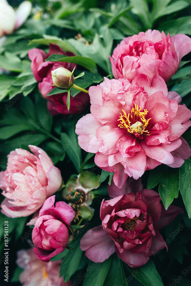 vertical image of many peonies in bloom vertical image of many peonies in bloom