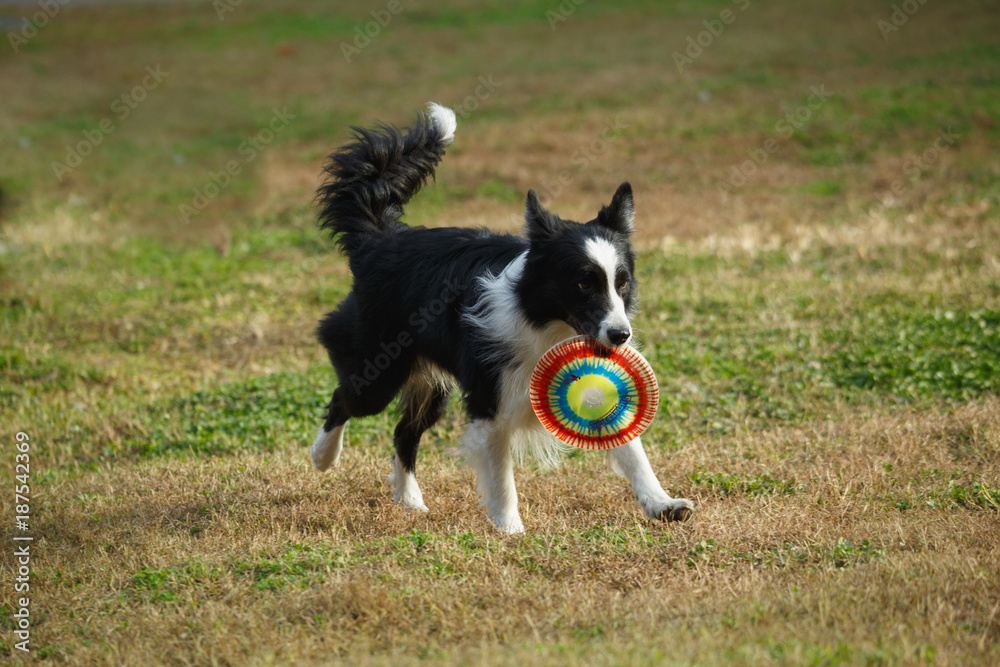 A Border collie on the lawn