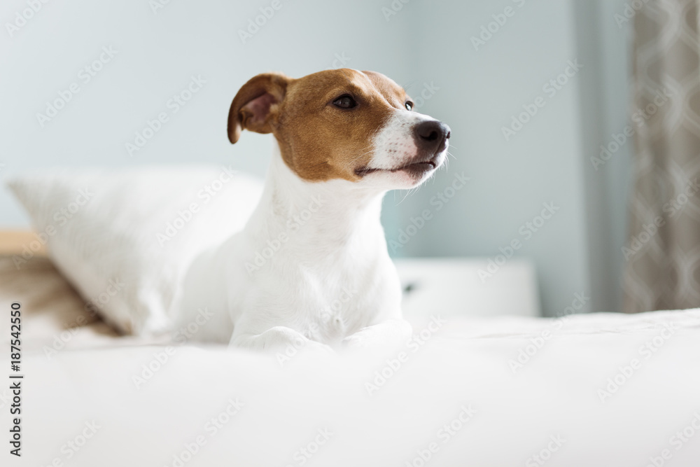 Jack Russell waiting property at home Jack Russell waiting property at home