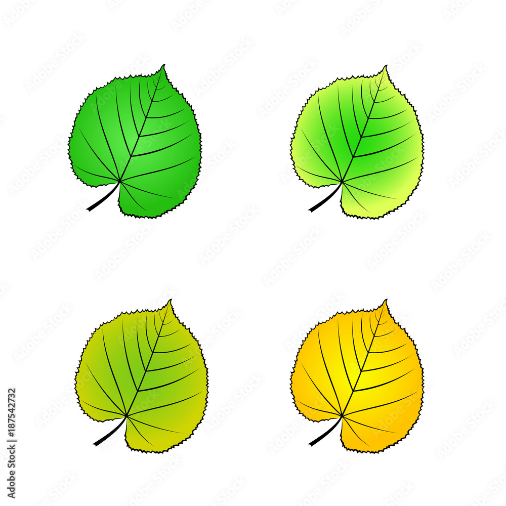 Fototapeta premium color variations vector illustration leaf linden