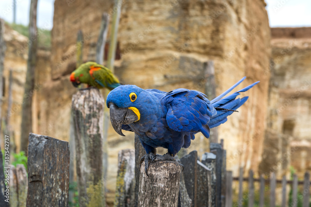 Obraz premium Hyacinth macaw parrot