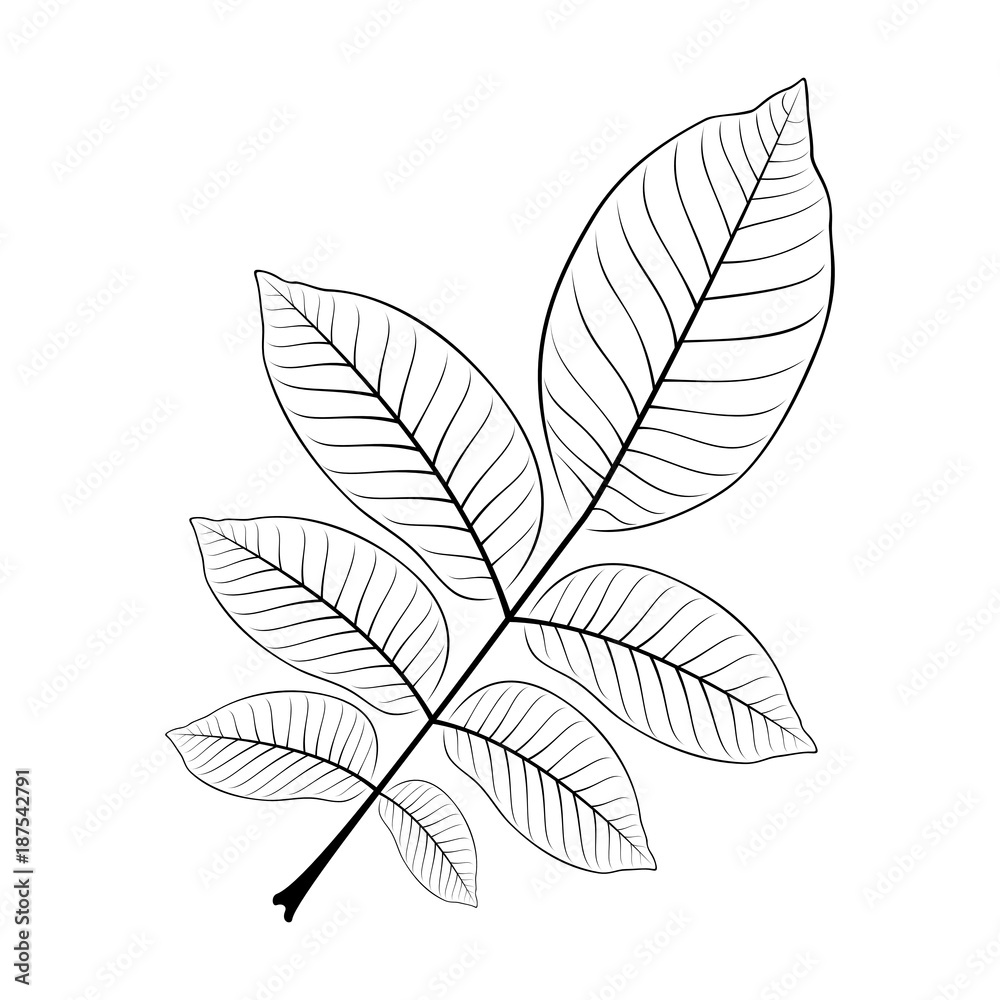 black and white vector illustration of a walnut leaf