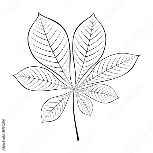 black and white vector illustration of chestnut leaf © sowicz