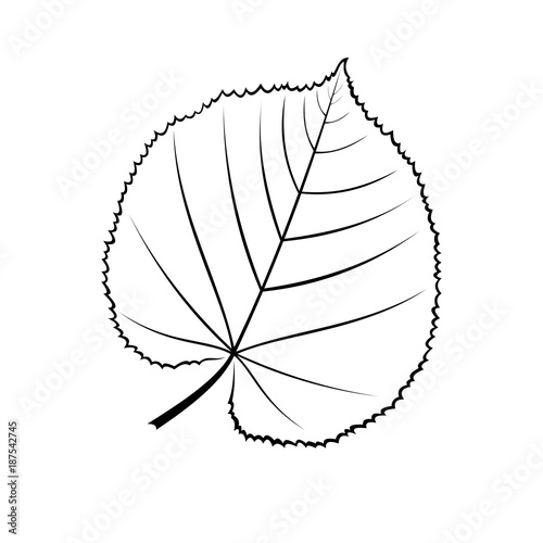 black and white vector illustration of a leaf of linden