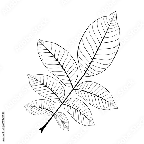 black and white vector illustration of a walnut leaf © sowicz