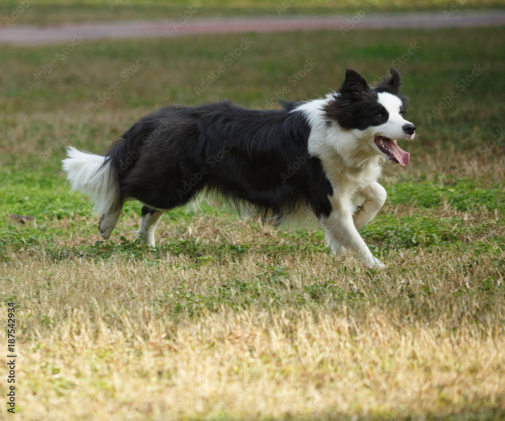 A Border collie on the lawn