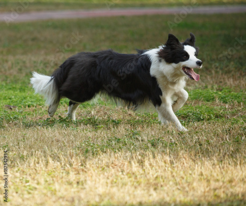 A Border collie on the lawn