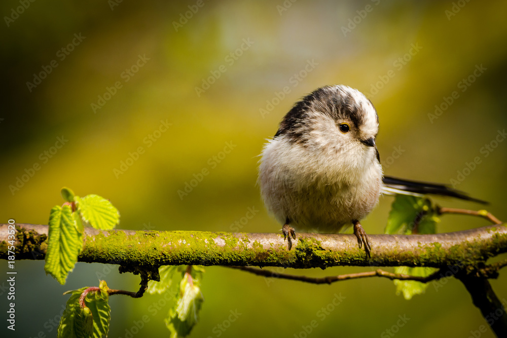 Fototapeta premium Wagtail