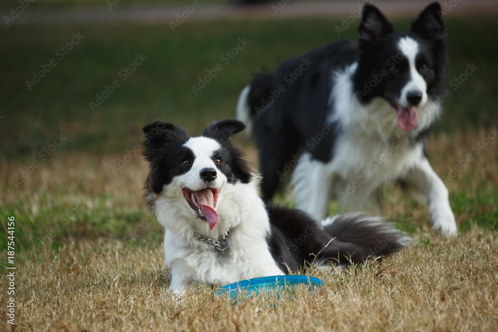 Two lively border collie on the lawn