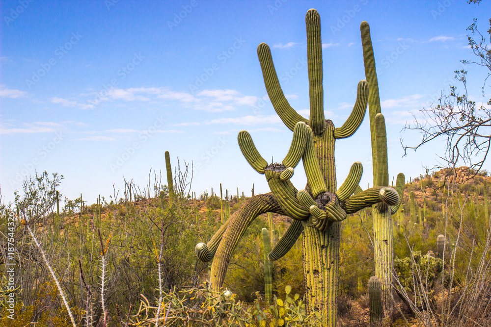 Saguaro Cactus With Arms Going Many Ways