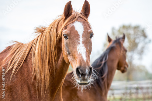 Horses © d.pix