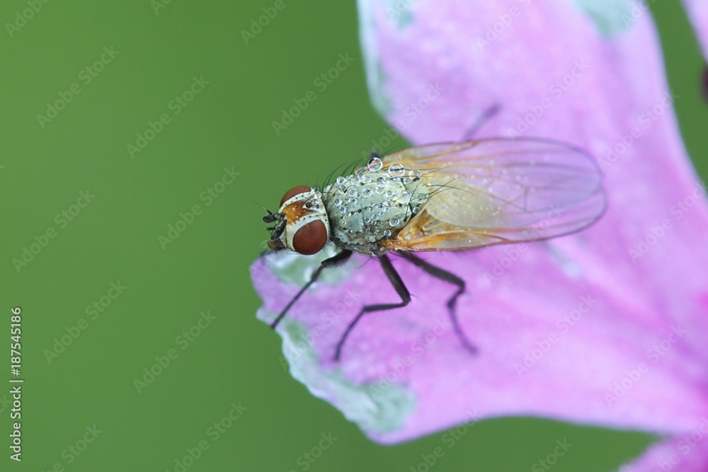 Obraz premium Root-maggot fly (Anthomyiidae) posing on red campion