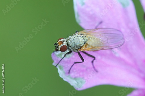 Root-maggot fly (Anthomyiidae) posing on red campion