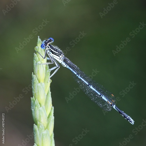 Blue featherleg, also called white-legged damselfly, perching on wheat