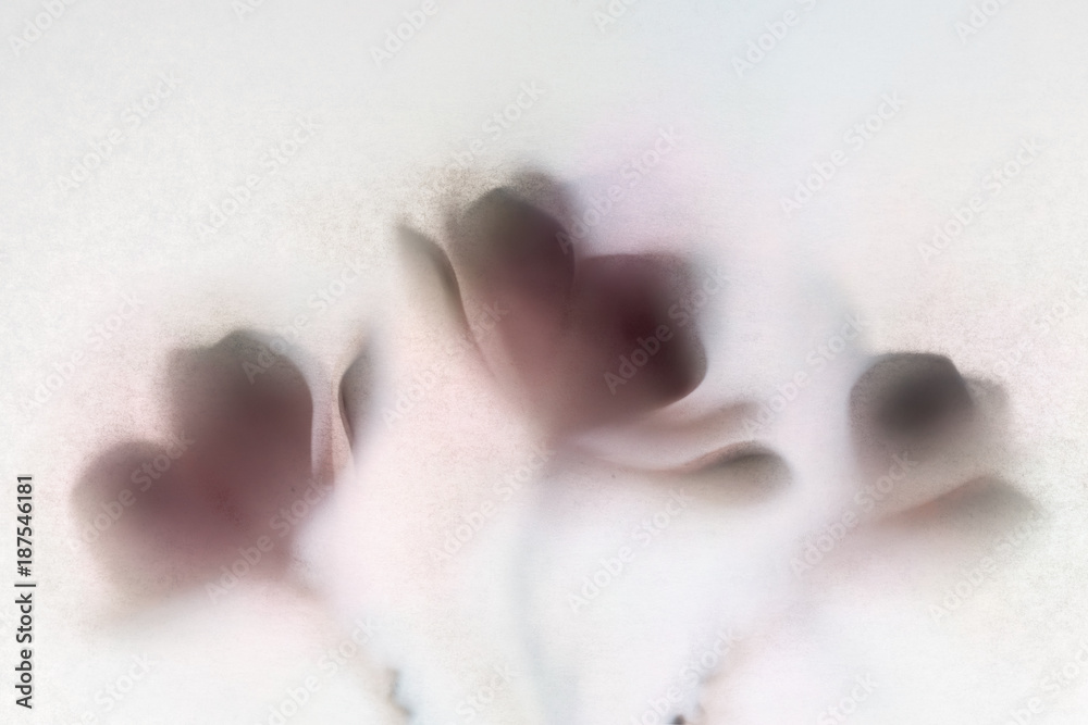 Pastel flowers behind a translucent window in a White Background Pastel flowers behind a translucent window in a White Background
