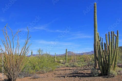 Organ Pipe, Saguaro and Ocotillo cactuses in Organ Pipe Cactus National Monument, Ajo, Arizona, USA