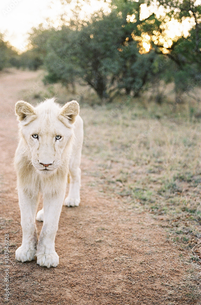 Portrait of lion standing in field Portrait of lion standing in field