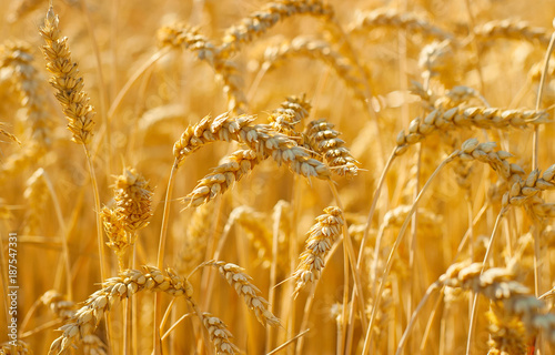 Wheat field crop. Background