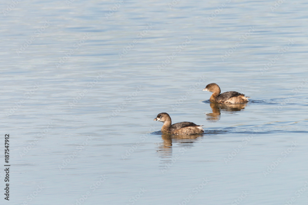 Two Pied Billed Grebe swimming in calm water. The pied-billed grebe is primarily found in ponds throughout the Americas Two Pied Billed Grebe swimming in calm water. The pied-billed grebe is primarily found in ponds throughout the Americas