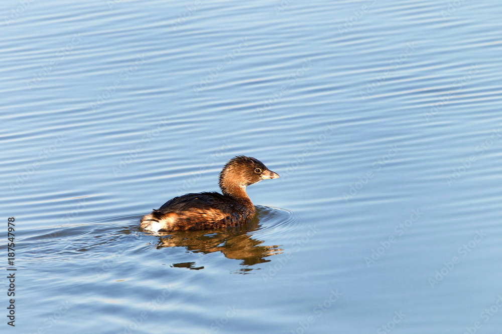 Pied Billed Grebe swimming in calm water. The pied-billed grebe is primarily found in ponds throughout the Americas Pied Billed Grebe swimming in calm water. The pied-billed grebe is primarily found in ponds throughout the Americas