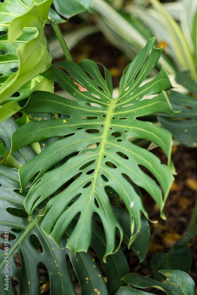 Obraz premium Monstera deliciosa leaves. tropical leaves in a park