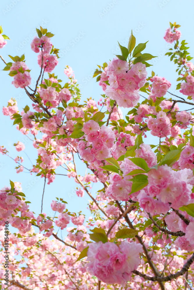 low angle view of pink flowers blooming on tree low angle view of pink flowers blooming on tree
