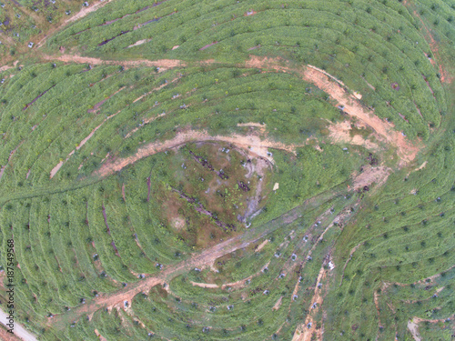 aerial view of palm oil plantation located in kuala krai,kelantan,malaysia,east asia. one of biggest comodity in malaysia photo