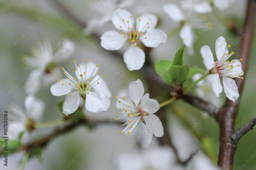 Spring apple flowers background / Beautiful new fresh springtime tree