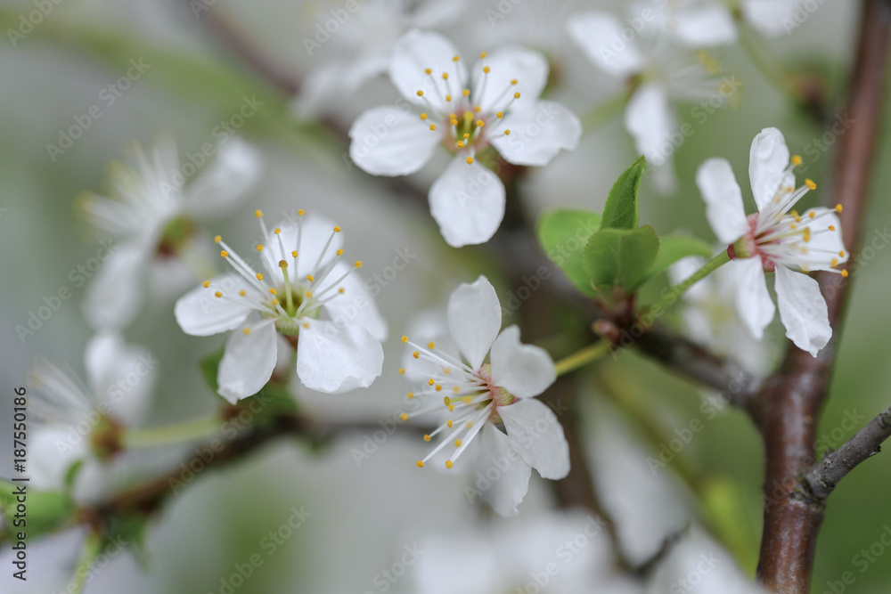 Spring apple flowers background / Beautiful new fresh springtime tree Spring apple flowers background / Beautiful new fresh springtime tree