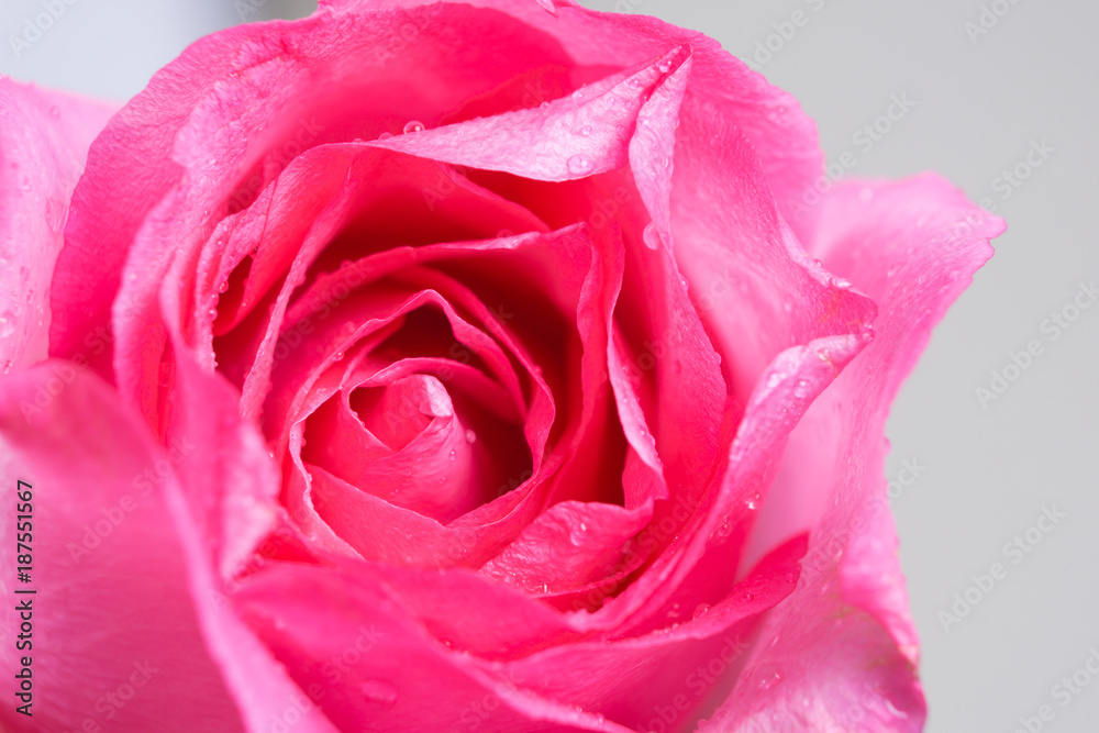 Pink rose with droplets Pink rose with droplets