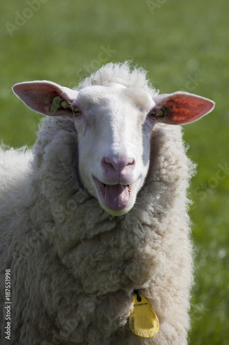 Baaaaa!