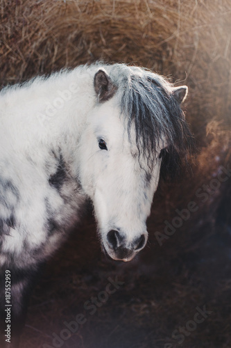Grey pony portrait with dark background