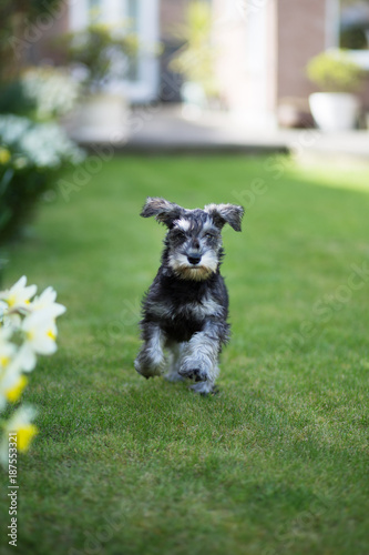 Miniature schnauzer puppy