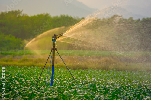 watering young green corn field in the agricultural garden by water springer and light shines sunset