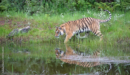 Siberian Tiger Juvenile